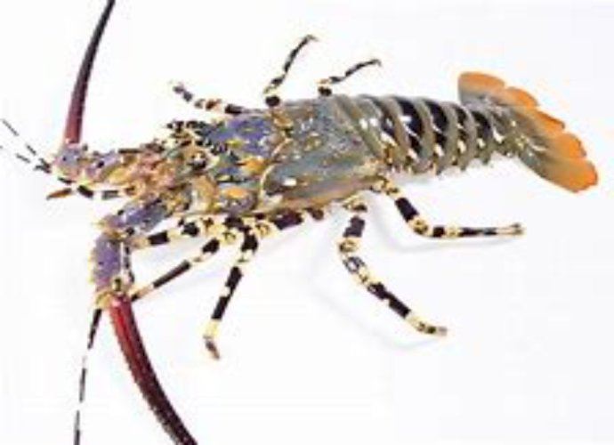 Fresh Lobster