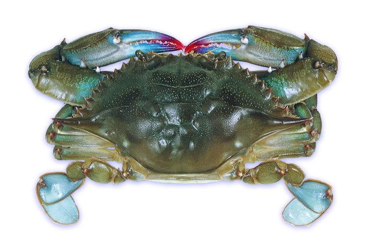 Frozen Crabs
