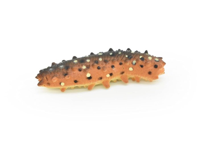 Frozen Sea Cucumber