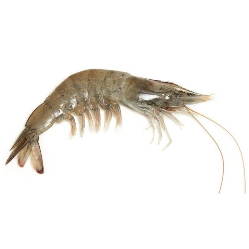 Frozen Shrimps