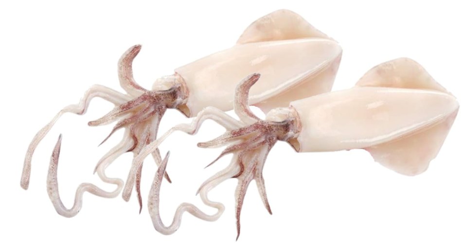 Frozen Squid